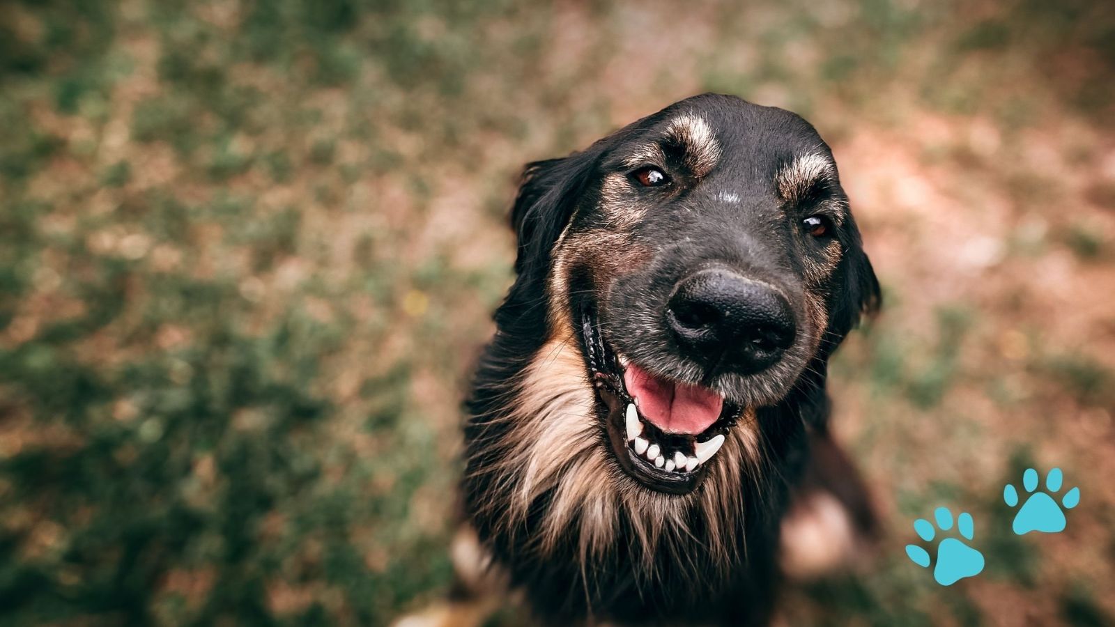 Dog.jpg